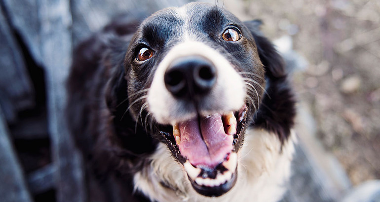 Quale è la razza di cane più adatta a una famiglia con bambini?