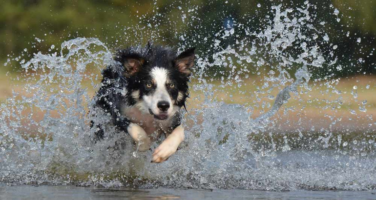 Quale razza di cane scegliere se fai una vita attiva