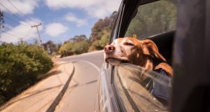 trasportare un cane in auto 300x160