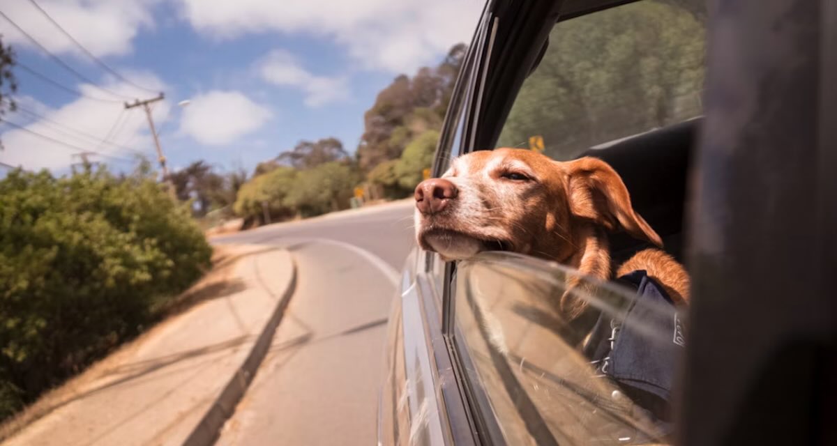 Trasportare cane in auto: le 6 cose da sapere