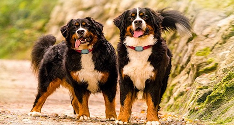 Localizzatore cani offerte: 6 consigli