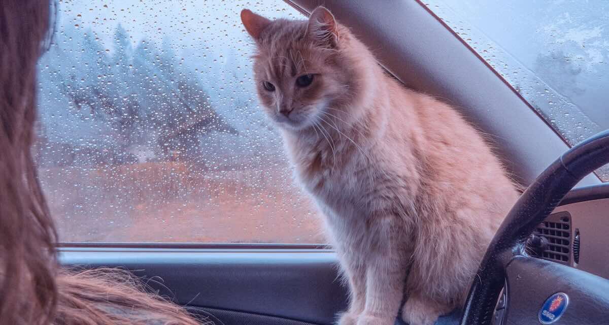 I gatti possono viaggiare in macchina? Le 5 cose da sapere